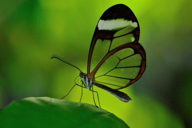 Как красиво сфотографировать бабочку