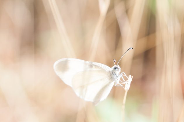 как красиво сфотографировать бабочку