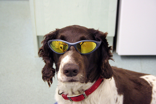 dog-glasses