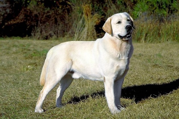 Топ-10 самых умных пород собак: лабрадор-ретривер