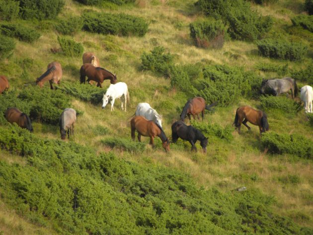 Румыния: дикие лошади в Западно-Румынских горах