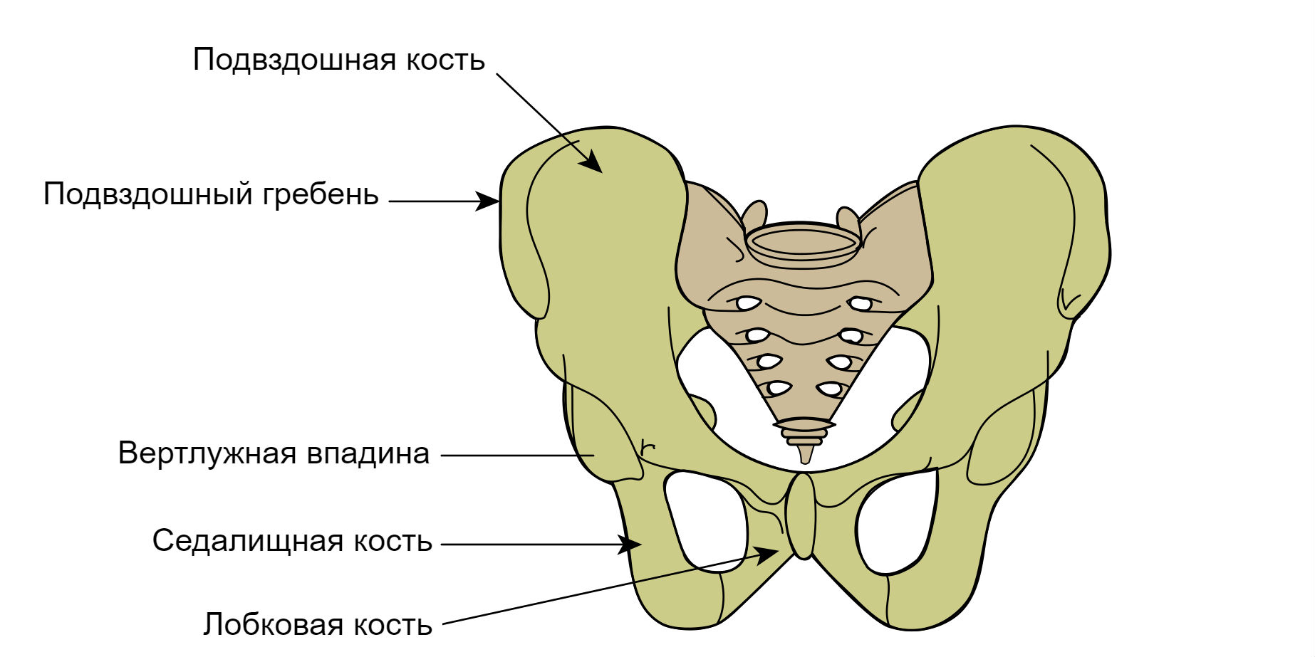 Строение тазовых костей анатомия
