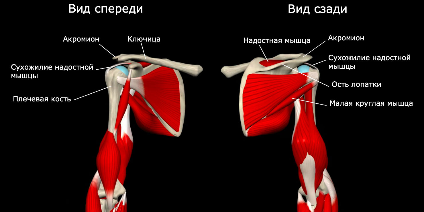 Сухожилия надостной мышцы плечевого сустава