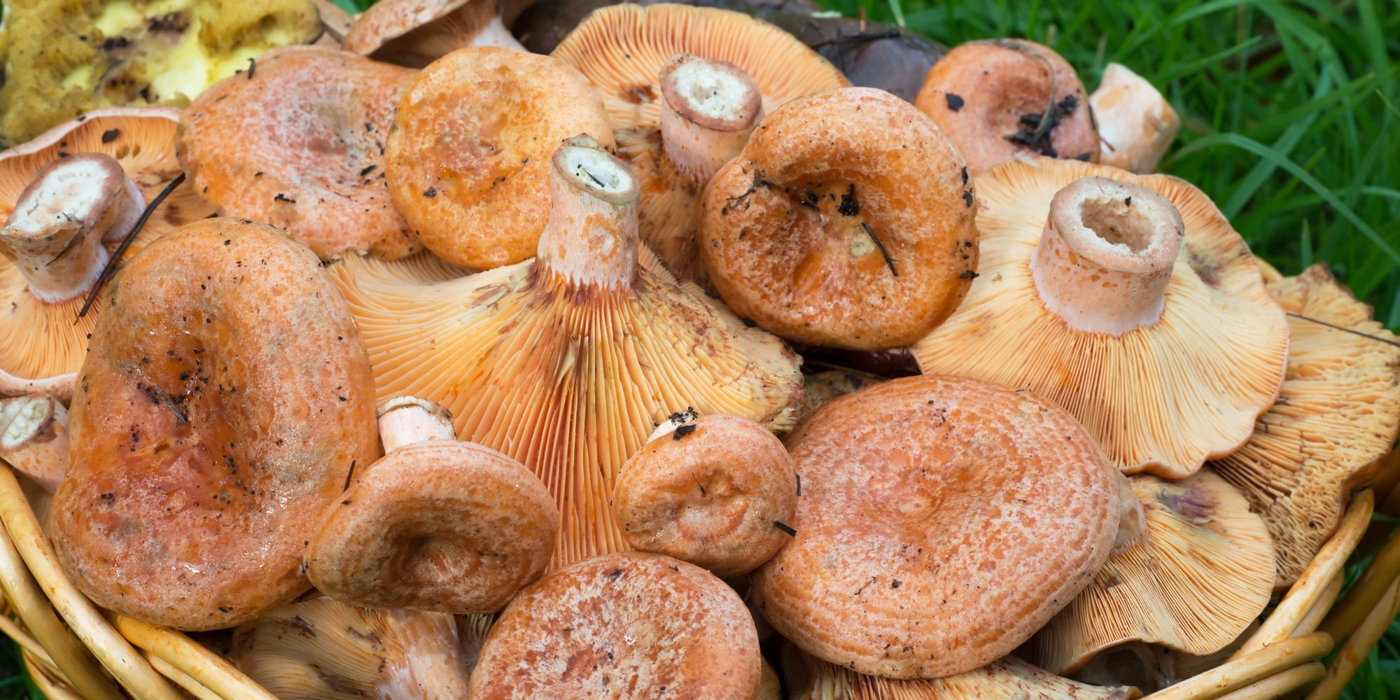 Рыжики грибы как готовить