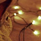 Новогодние игрушки: маленькие кролики
