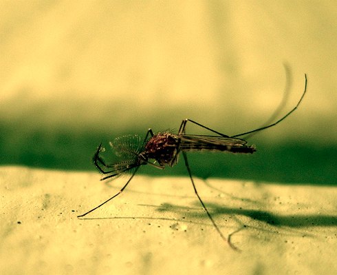 народные средства защиты от комаров, советы, как защититься от насекомых