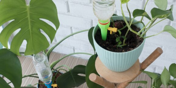ВИДЕО: Бутылочка из-под Cola/Pepsi может пригодиться вашим растениям