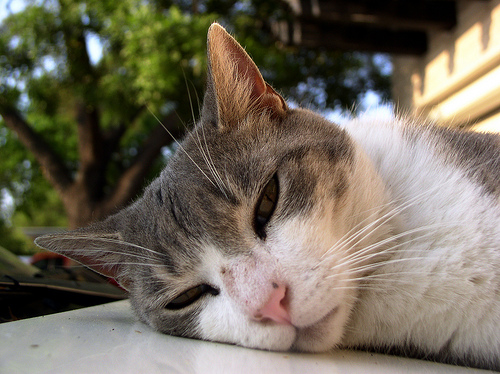 Усталый кот, Как узнать, что пора закончить разговор? 8 признаков скучной беседы