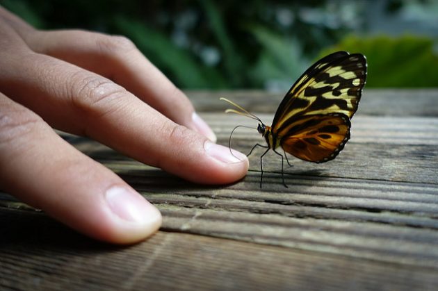 как сфотографировать бабочку