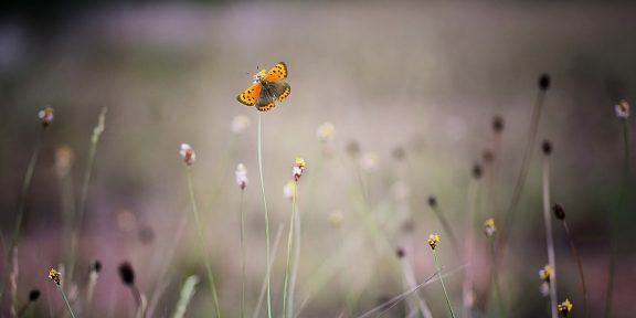 Как красиво сфотографировать бабочку: 8 советов