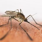 Как лечить укусы насекомых подручными средствами