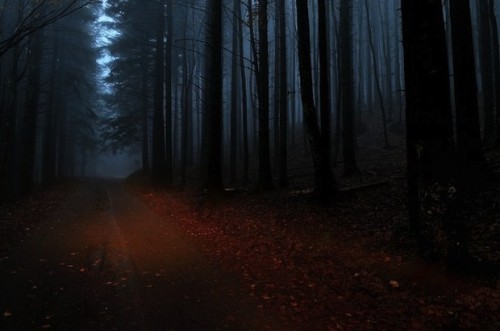 Twilight forest