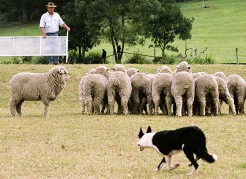 sheep-dog