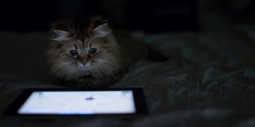 Как развлечь своего кота: специальные игры для планшетов на Android