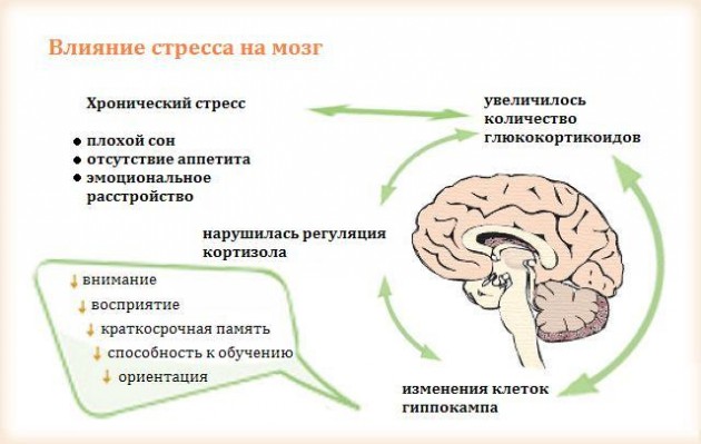Как работает мозг во время стресса