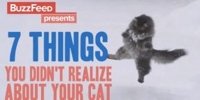 7 интересных фактов о котах