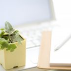 Почему комнатные растения на рабочих столах делают нас более продуктивными