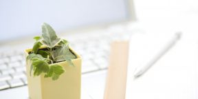 Почему комнатные растения на рабочих столах делают нас более продуктивными