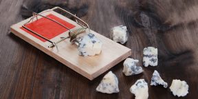 Безопасно ли есть голубой сыр (с плесенью) и можно ли его сделать дома