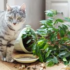 Как защитить растения от кота