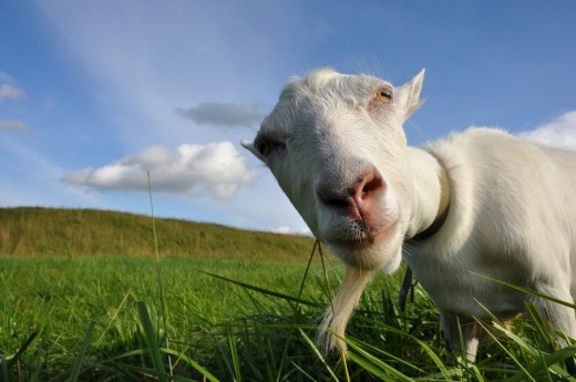 &lt;a href=&quot;http://www.shutterstock.com/ru/pic-43146874/stock-photo-funny-goat-on-the-green-meadow.html&quot;&gt;©photo&lt;/a&gt;