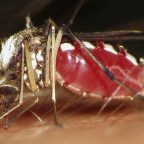 Как сделать так, чтобы комары не кусали