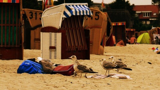 Местные чайки по непонятным причинам очень любят гнездиться прямо на нагретой в песке одежде