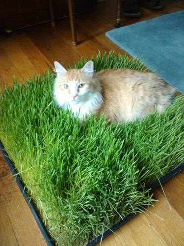 Коврик из травы для кота