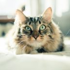 10 полезных советов для котов и их владельцев