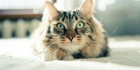 10 полезных советов для котов и их владельцев
