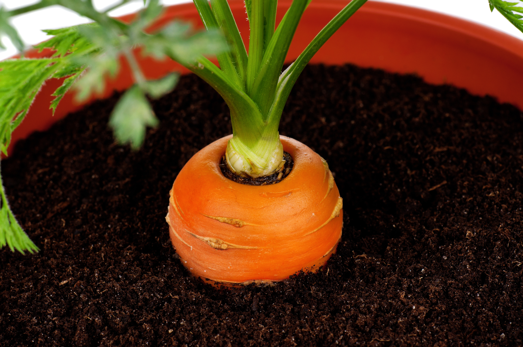 Домашнее выращивание овощей. Морковь в горшке. Овощи на подоконнике. Морковка на подоконнике. Выращиваем овощи в горшках.