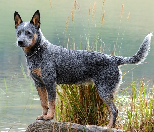 Топ-10 самых умных пород собак: австралийская пастушья собака