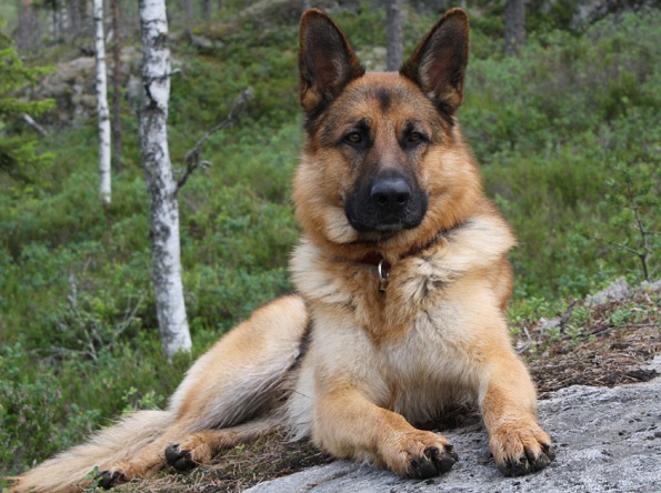 Топ-10 самых умных пород собак: немецкая овчарка