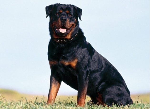Топ-10 самых умных пород собак: ротвейлер