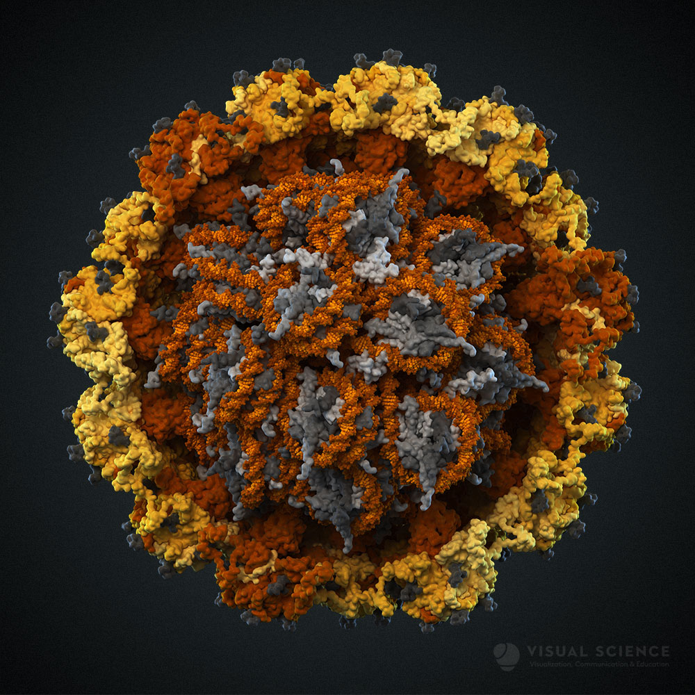 Модель вируса папилломы человека