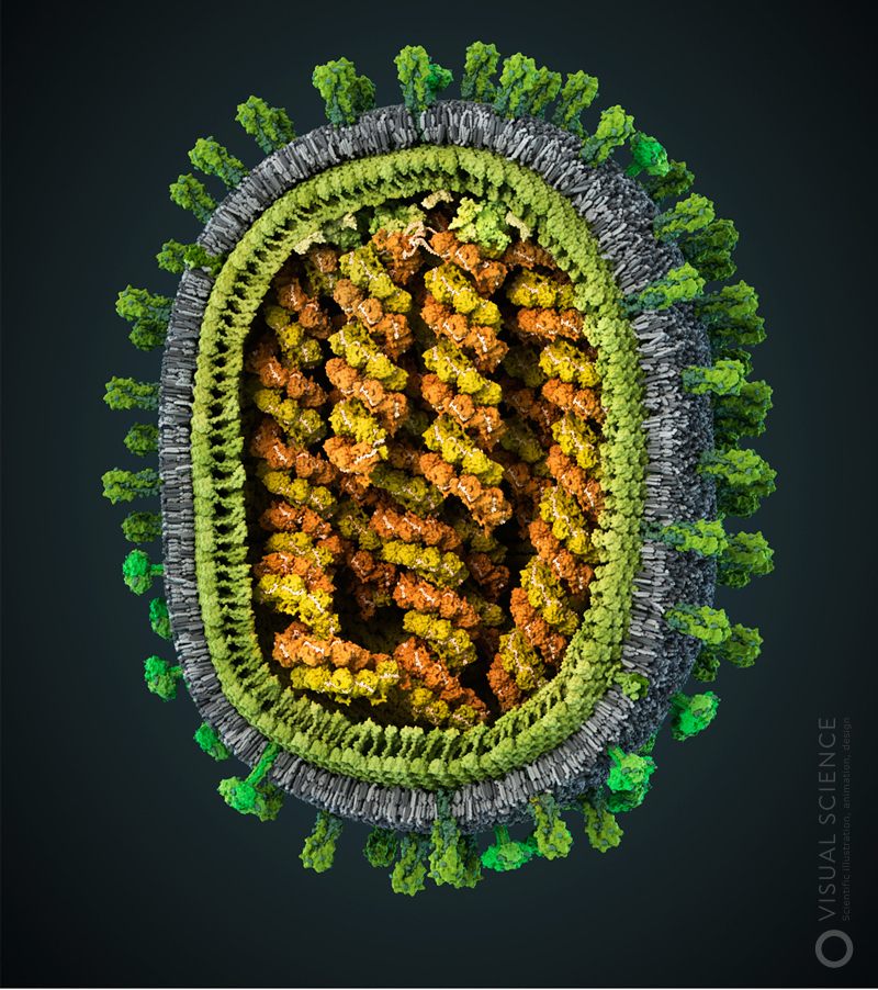 Модель вируса гриппа