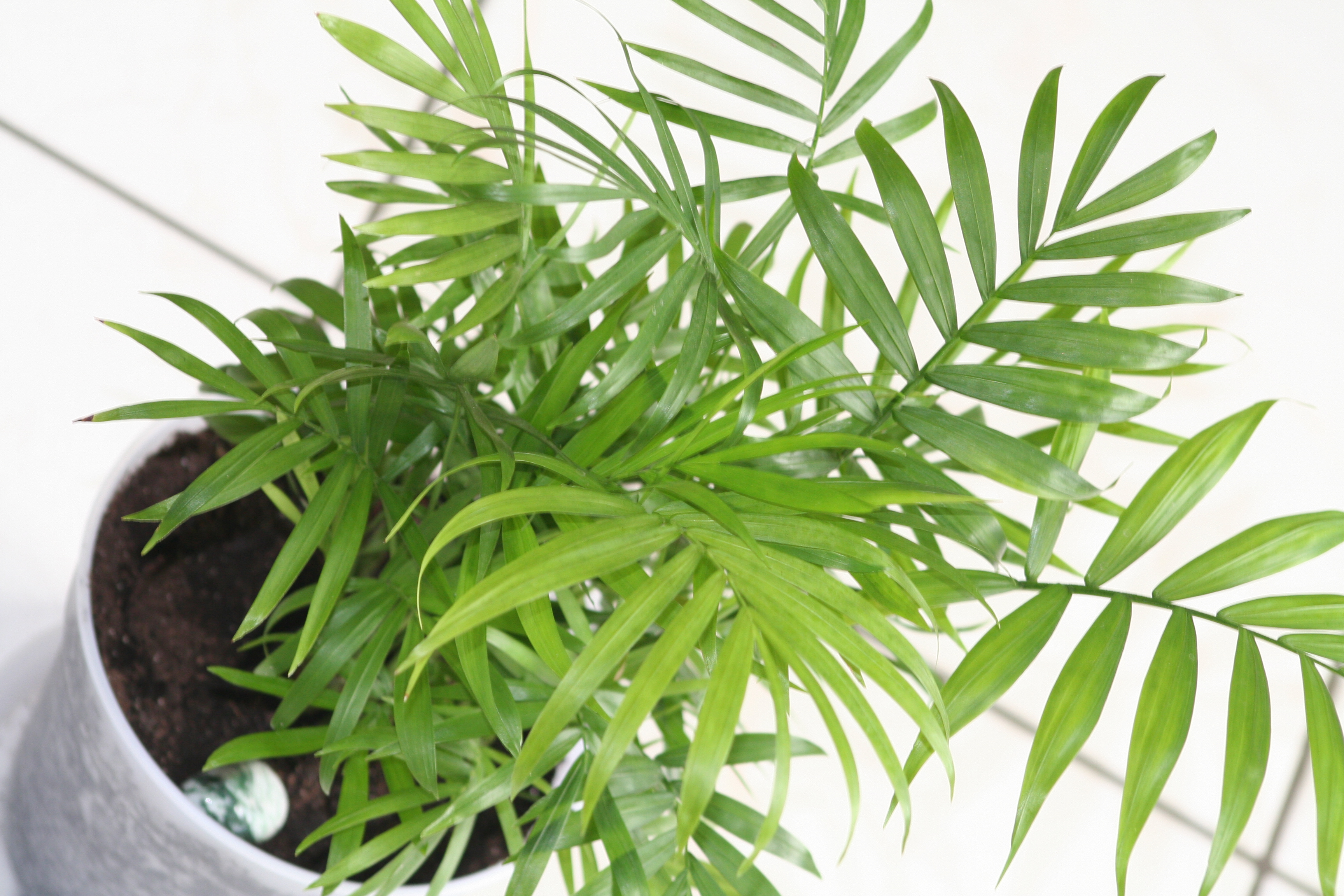 15 комнатных растений, которые сделают воздух в помещении чище - Лайфхакер