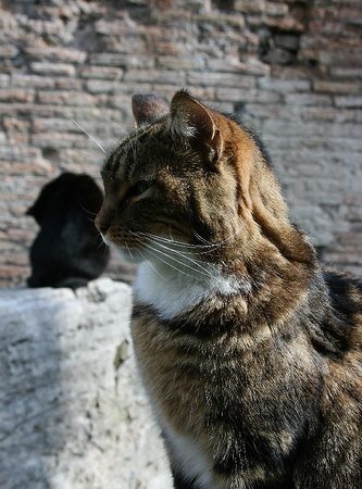 3318559097_32b3dda6df_1445496657-333x450