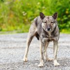 Что делать при встрече с бродячей собакой и как защитить себя при нападении