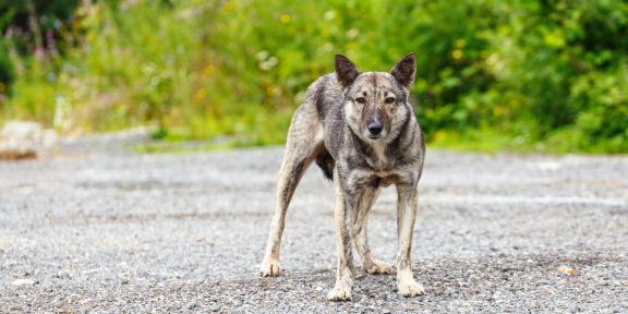 Что делать при встрече с бродячей собакой: правила безопасности и защита