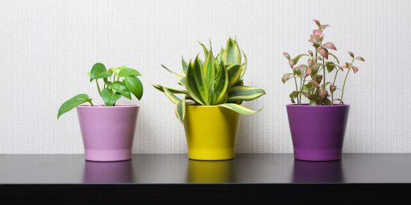 Неприхотливые и эффектные растения для дома и офиса