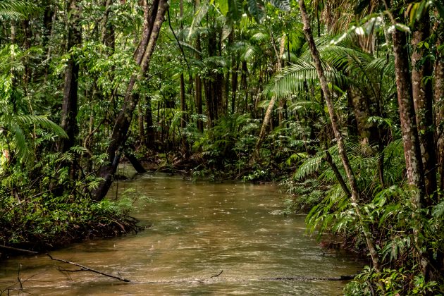 Интересные факты: 20% кислорода образуется в лесах Амазонии
