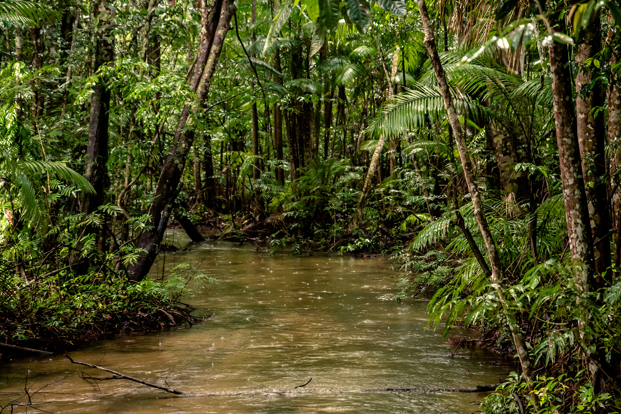 Что такое влажный экваториальный лес. Сельва Южной Америки. Тропические леса амазонки, Южная Америка. Тропические дождевые леса Амазонии. Амазонский лес Южной Америки.