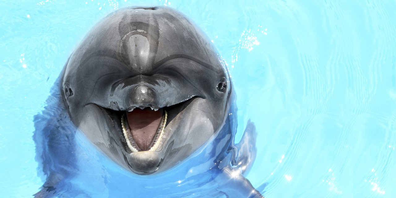 Дельфин злой арт