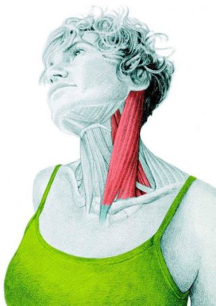 Анатомия стретчинга: растяжка боковых сгибателей шеи