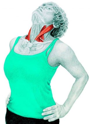Анатомия стретчинга: растяжка расширителей шеи