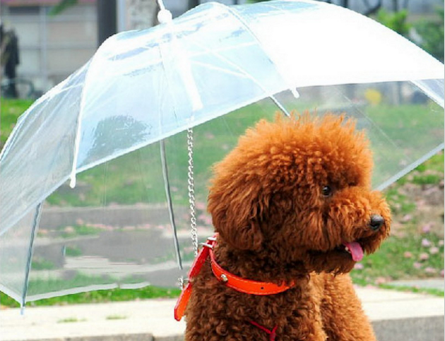 Прозрачный зонт-поводок для собаки