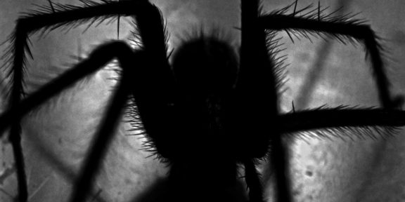 Как справиться с боязнью пауков, тараканов и прочей гадости