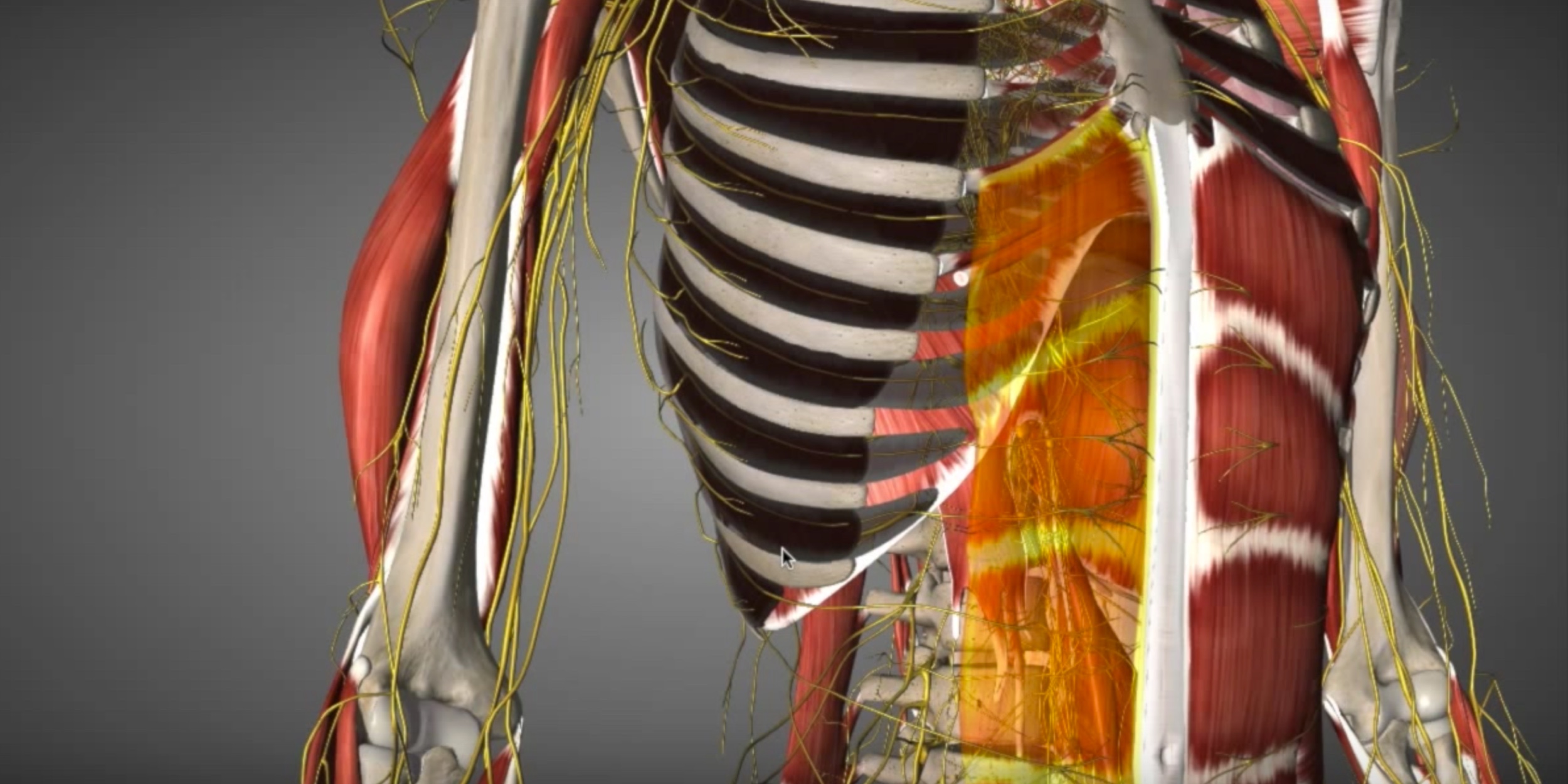 мышцы пресса