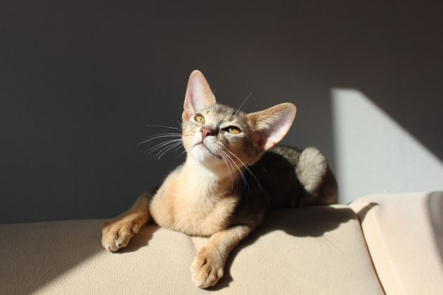 8 самых умных пород кошек - Лайфхакер
